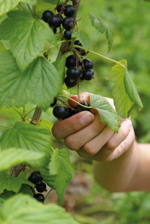 Petits Fruitiers Mix