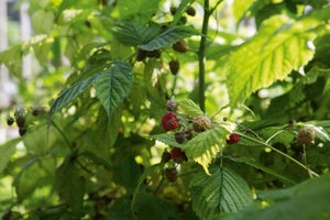 Petits Fruitiers Mix