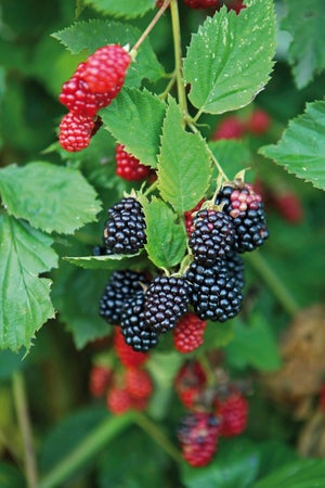 Petits Fruitiers Mix