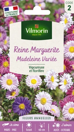 Reine marguerite madeleine varié