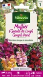 Muflier goupil multicolore
