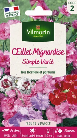 Oeillet Mignardise Simple Varié