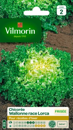 Chicorée frisée wallonne VILMORIN 4 g