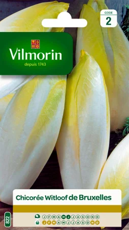 Chicorée bruxelles VILMORIN 6 g
