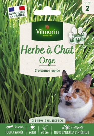 Herbe À Chat Faible Entretien Vilmorin, 10 M²