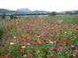 Prairie Fleurie Mélange Champêtre Vilmorin 10 M²