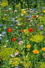 Prairie Fleurie Mélange Fleurs Oubliées Vilmorin 10 M²