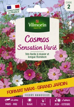 Cosmos Sensation Multicolore
