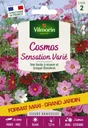 Cosmos Sensation Multicolore