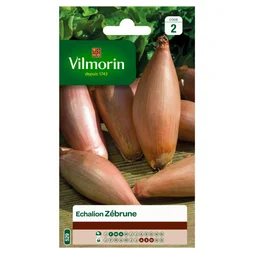 Echalion Zebrune Vilmorin 2 G