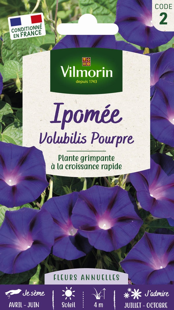 Ipomée pourpre pourpre