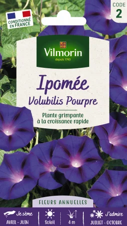Ipomée pourpre pourpre