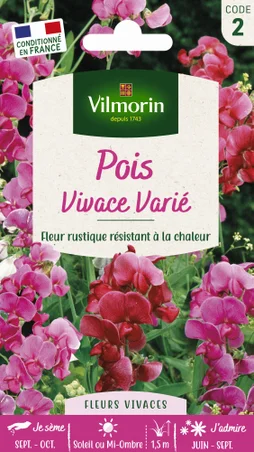 Pois vivace varié VILMORIN