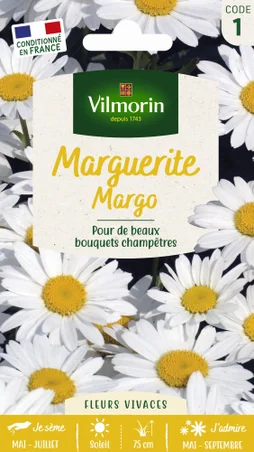 Chrysanthème grande marguerite margo blanc à coeur jaune