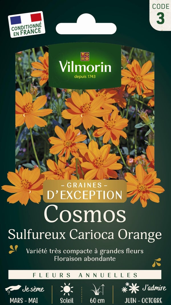 Cosmos carioca orange VILMORIN