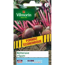 Betterave Noire Plate Egypte Vilmorin 12 G