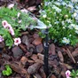 Lot de 3 micro-irrigation microdiffuseur GEOLIA