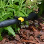 Lot de 25 goutteurs en ligne GEOLIA
