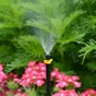 Lot de 10 micro-irrigation microdiffuseur GEOLIA