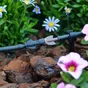 Lot de 10 goutteurs réglable 0 - 6 l/h GEOLIA