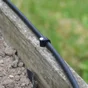 Lot de 10 colliers de serrage pour arrosage polypropylène GEOLIA