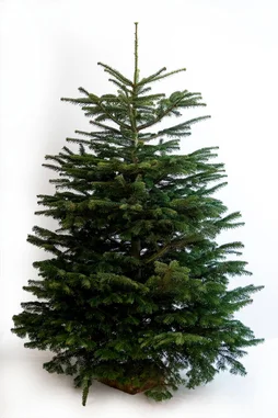 Sapin naturel Nordmann coupé 175-200 bûche