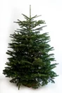 Sapin naturel Nordmann coupé 175-200 bûche