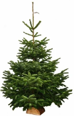 Sapin naturel Nordmann coupé 250-300 croix