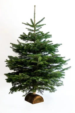 Sapin naturel Nordmann coupé 125-150 bûche