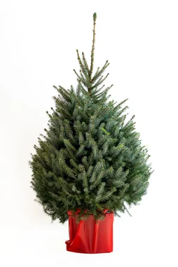 Sapin naturel nordmann en pot