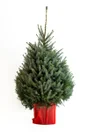Sapin naturel nordmann en pot