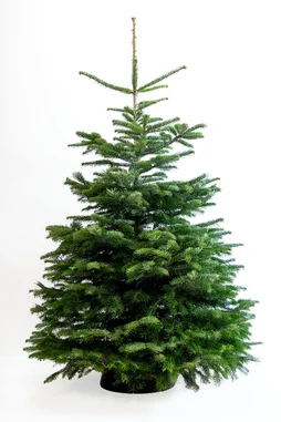 Sapin naturel Nordmann coupé 150-175 bûche