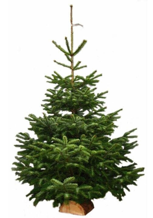 Sapin naturel Nordmann coupé 100-125 bûche