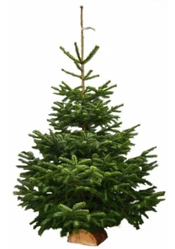 Sapin naturel Nordmann coupé 100-125 bûche