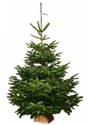 Sapin naturel Nordmann coupé 100-125 bûche