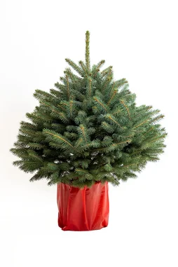 Sapin naturel pungens en pot