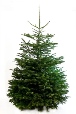 Sapin naturel Nordmann coupé 200-225 bûche
