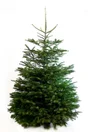 Sapin naturel Nordmann coupé 200-225 bûche