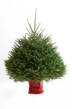 Sapin naturel epicea en pot