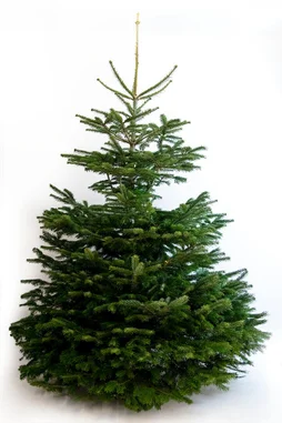 Sapin naturel nordmann coupé 225-250 bûche