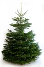 Sapin naturel nordmann coupé 225-250 bûche