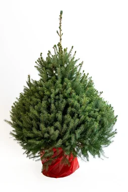 Sapin naturel epicea en pot