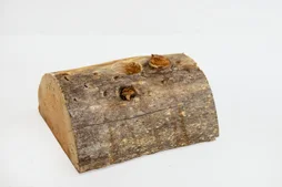 Sapin naturel epicea coupe