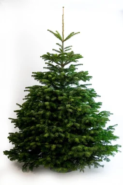 Sapin naturel nordmann coupe