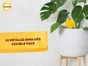 Mini pièges jaunes   moucherons SOLABIOL