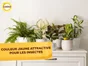 Mini pièges jaunes   moucherons SOLABIOL