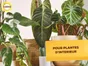 Insectes plantes  d'intérieur SOLABIOL 500ml