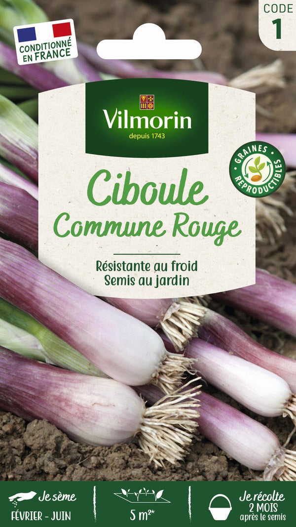 Ciboule commune rouge vl 1