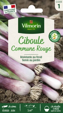 Ciboule commune rouge vl 1