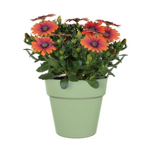Pot de fleurs polypropylène NATERIAL Diam.25 L.24.5 x l.24.5 x H.21.5 cm vert